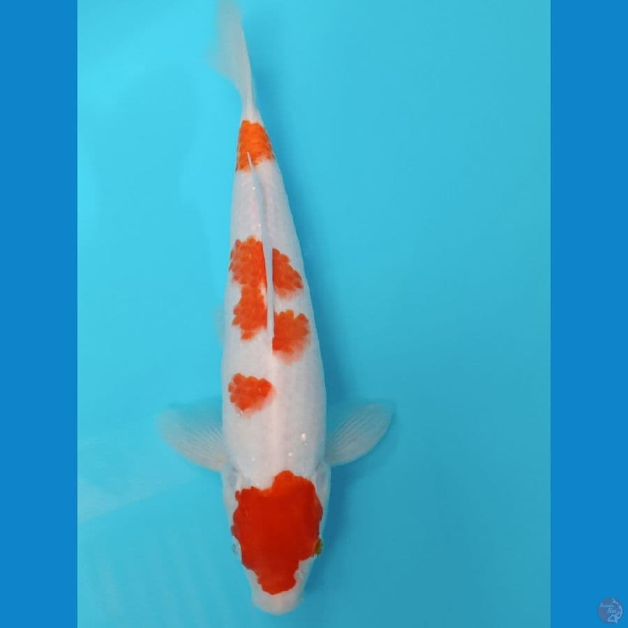 MARUTEN KOHAKU 32 CM 