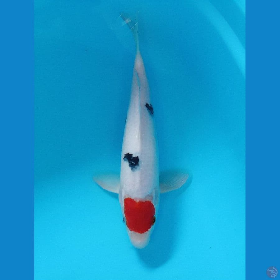 TANCO SANKE 27 CM ORI