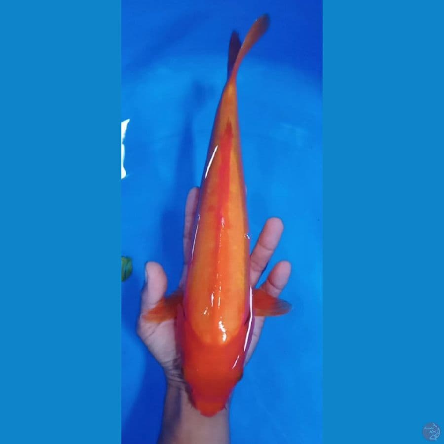benigoi doitsu size : 31 cm jantan