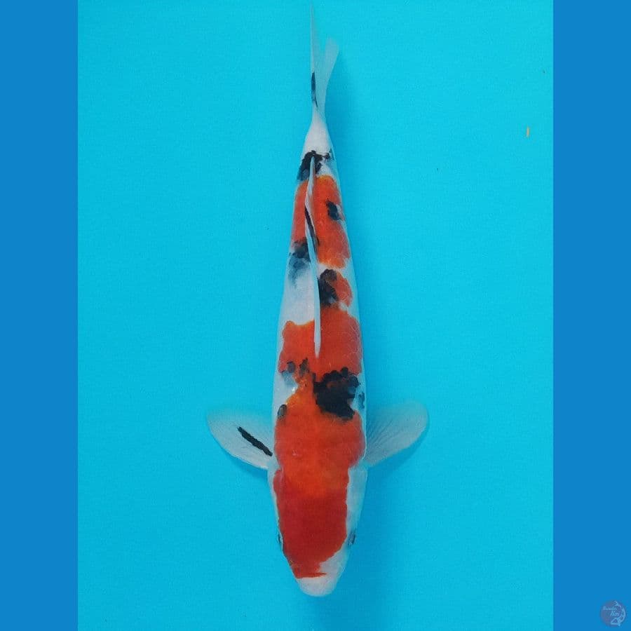 SANKE 29 CM ORI