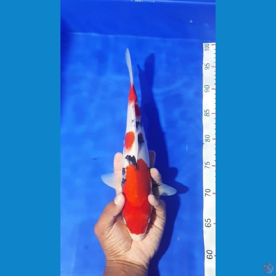 STRONG MALE 33CM