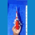 STRONG MALE 33CM