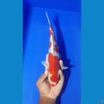 MALE 32 CM KUCIYOSE