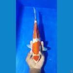 MALE 34CM JOSSS