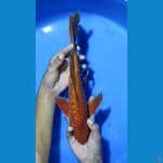 35 MALE MENING