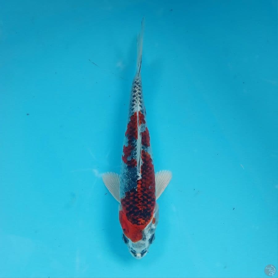 KUJAKU RACING ????️ 20CM