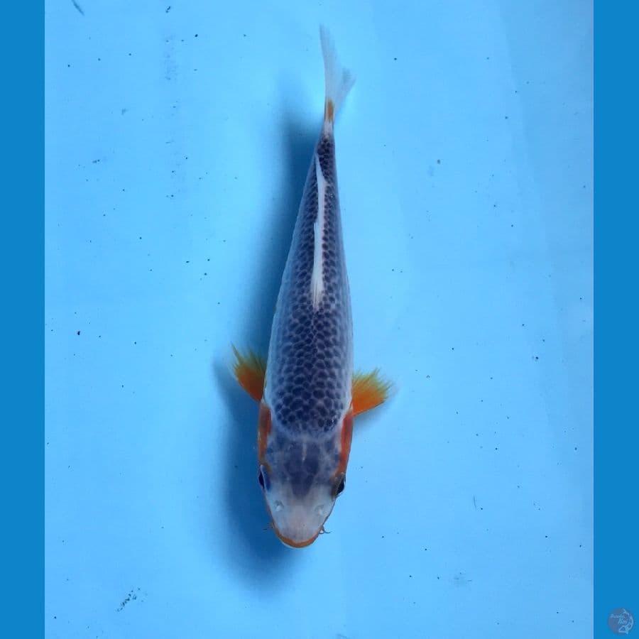 asagi 17cm
