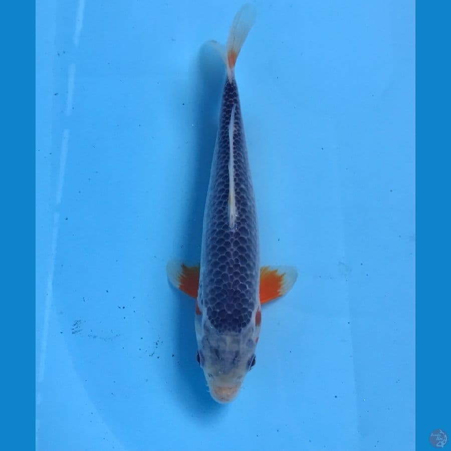 asagi 22cm