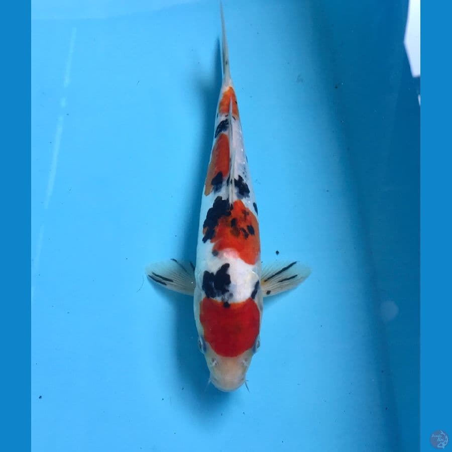 sanke doitsu 25cm