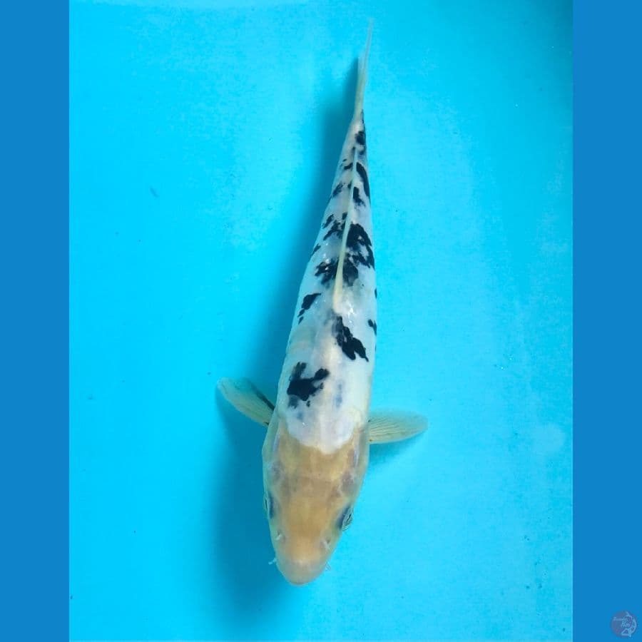 bekko doitsu 25cm