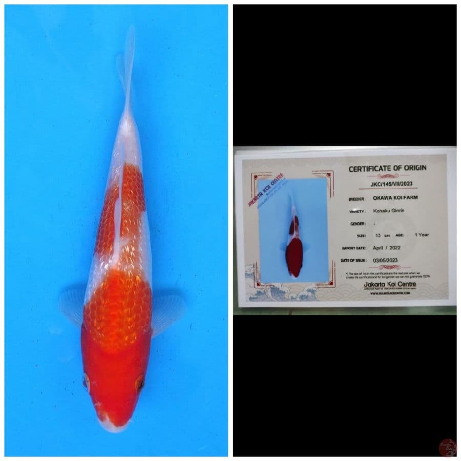 Okawa Kohaku Ginrin
