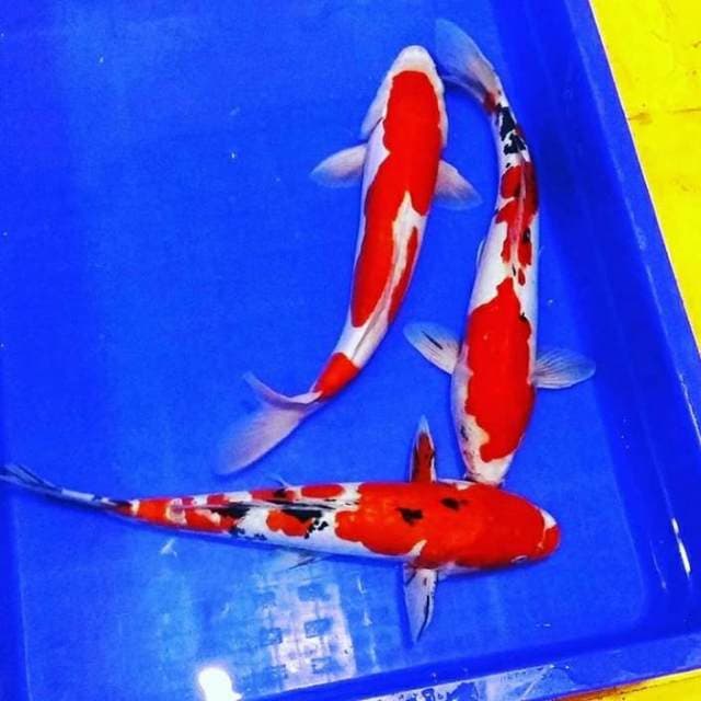 Doitsu kohaku n sanke pekat