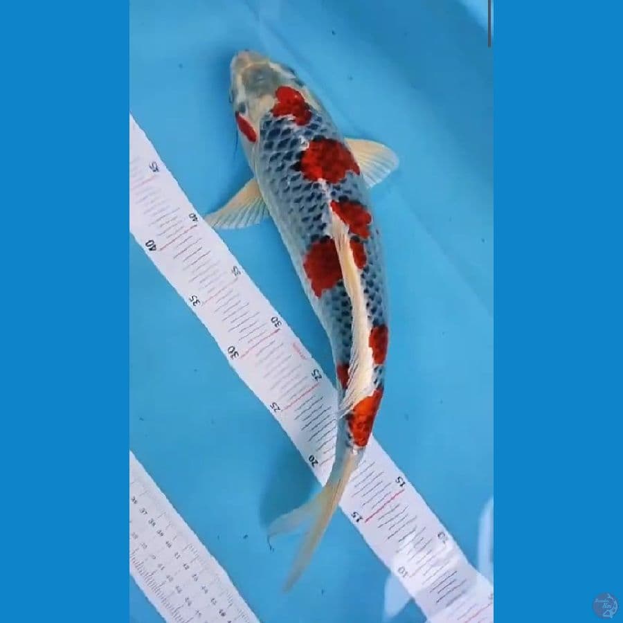 gosiki 39cm