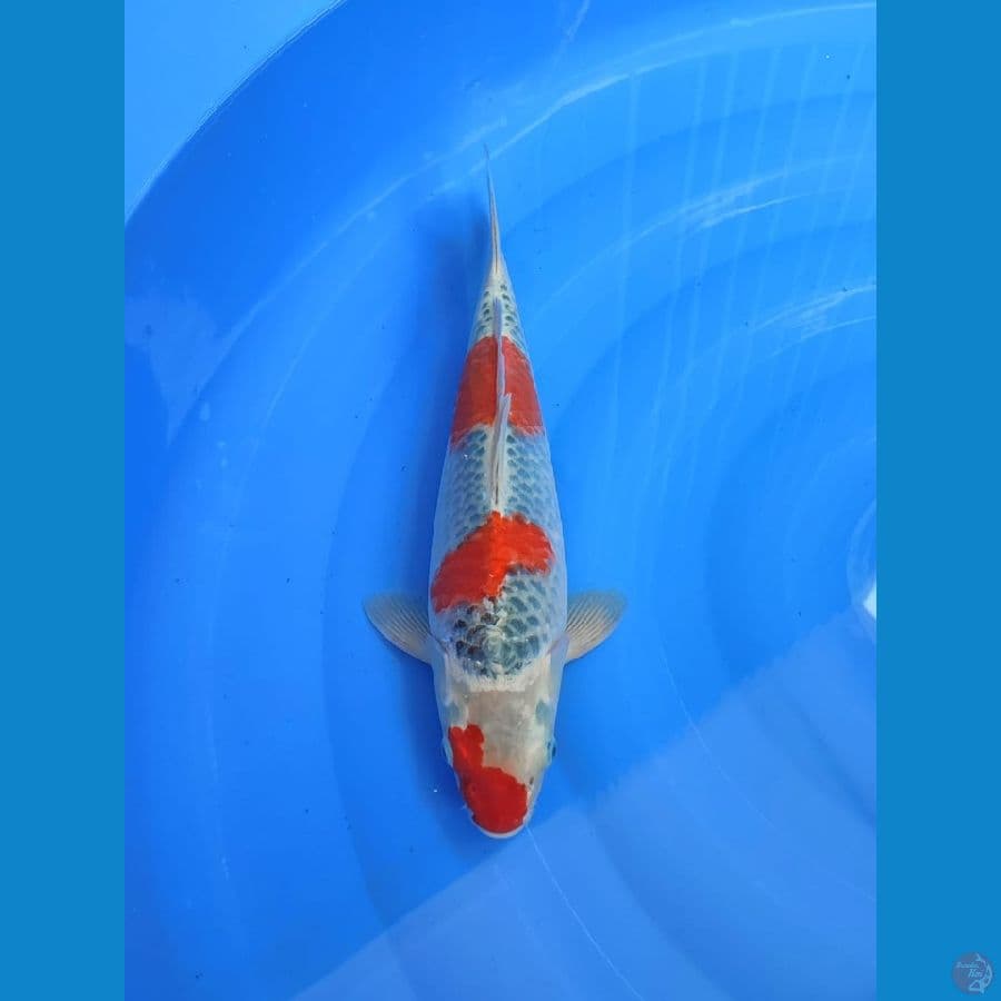 ghosiki male 39cm