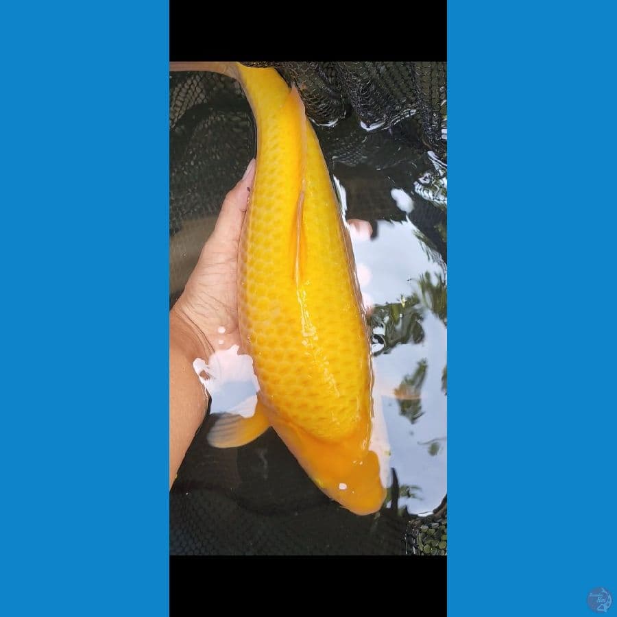 karasi corn body bulky cm 37