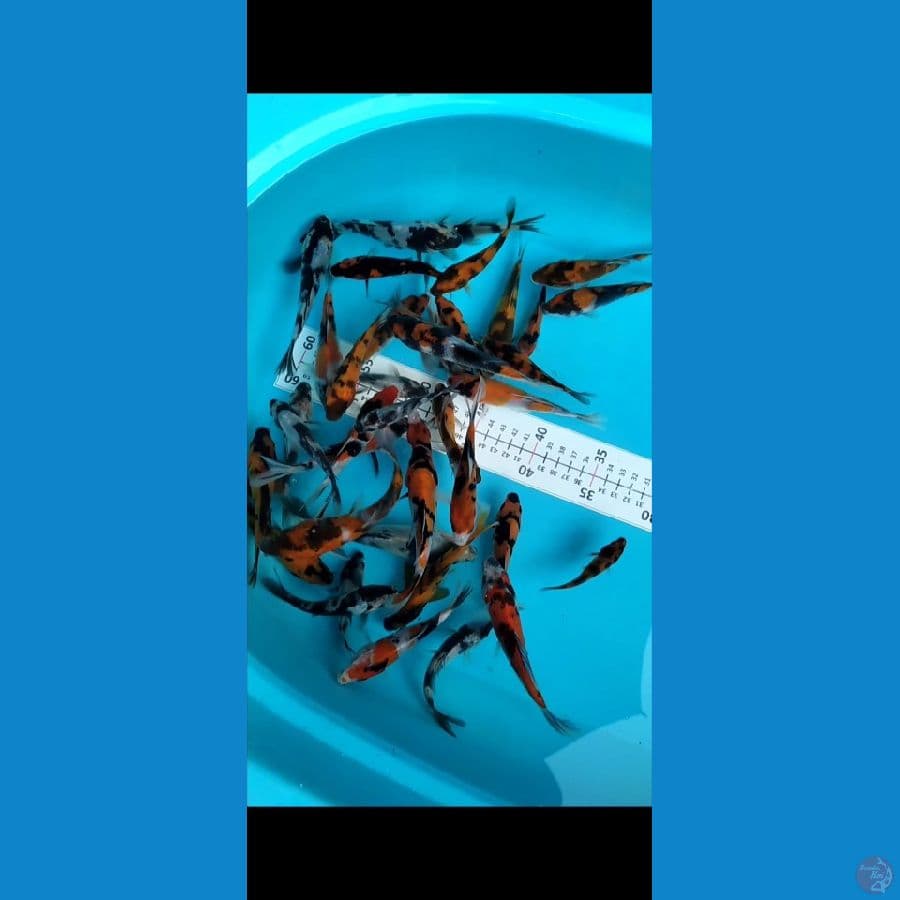 Bibit showa (Grade A B) size 8-15cm 40Pcs