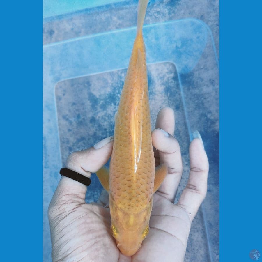 caramel 19 cm