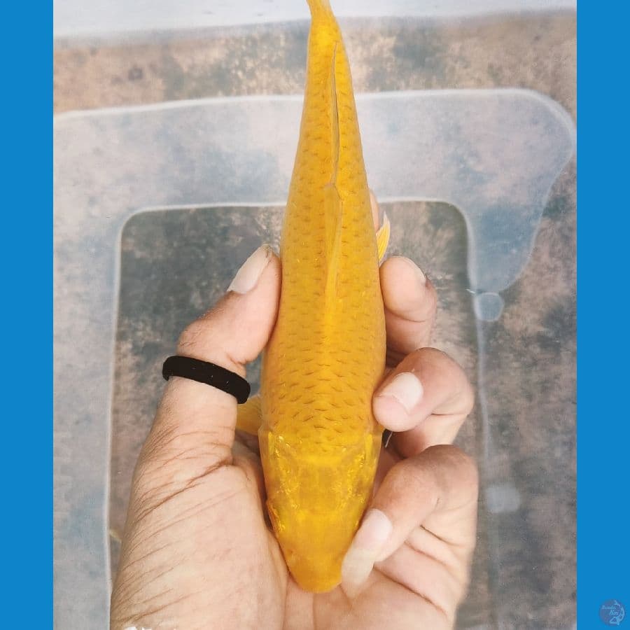 karamel 20 cm