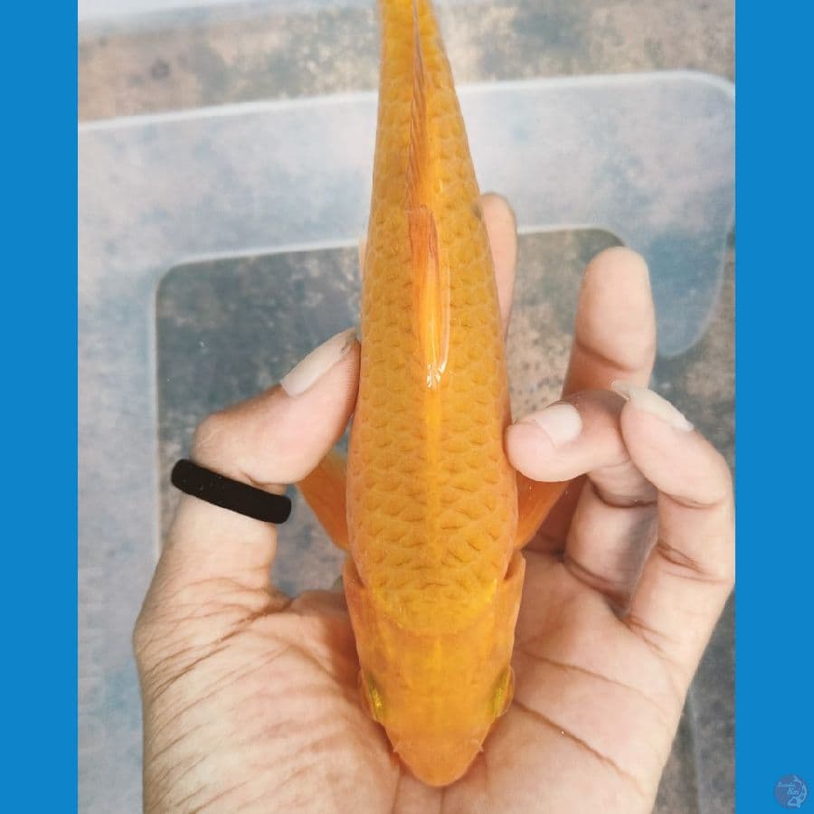 karamel 21 cm