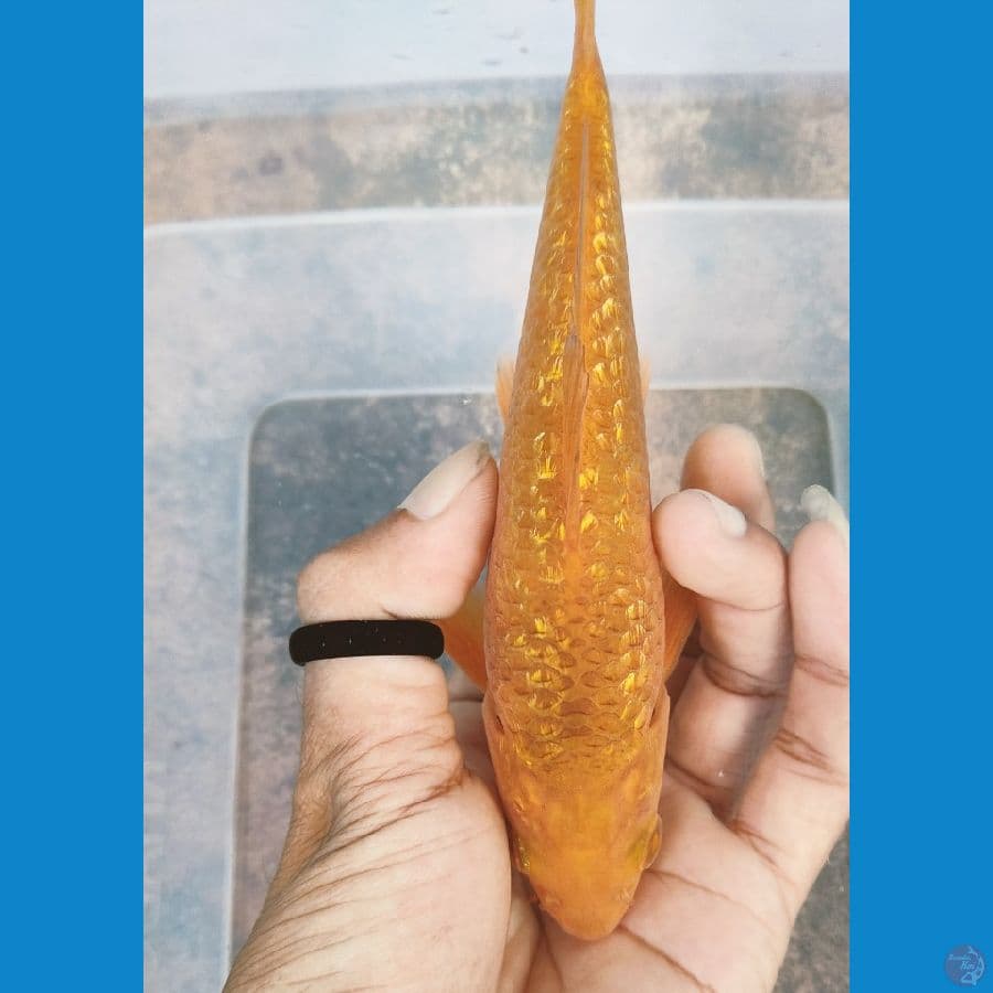 ginrin karamel 17 cm