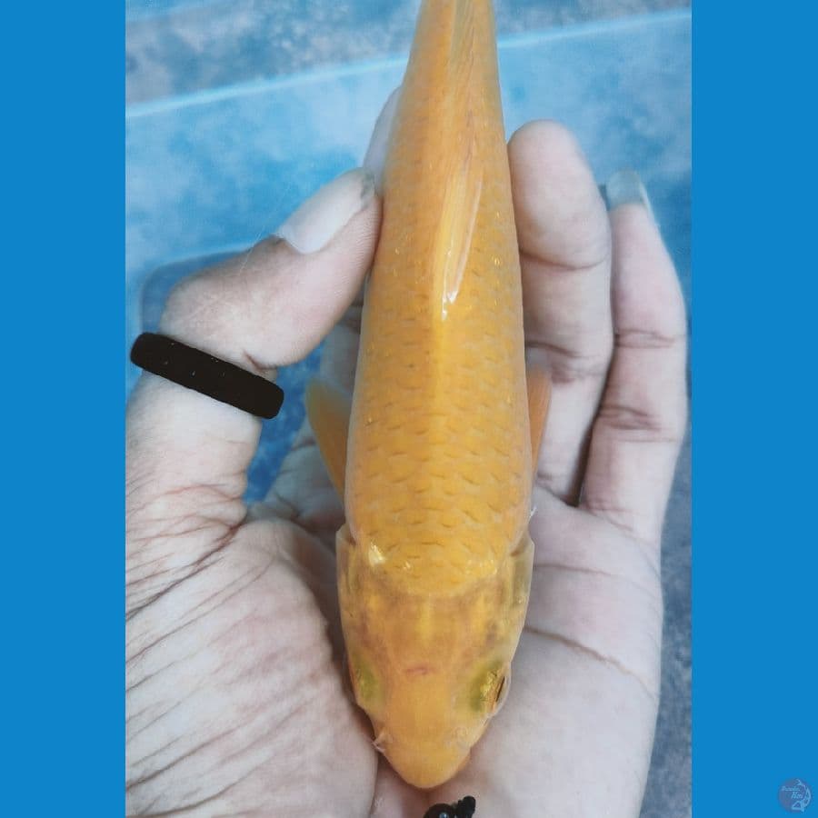 karamel 18 cm