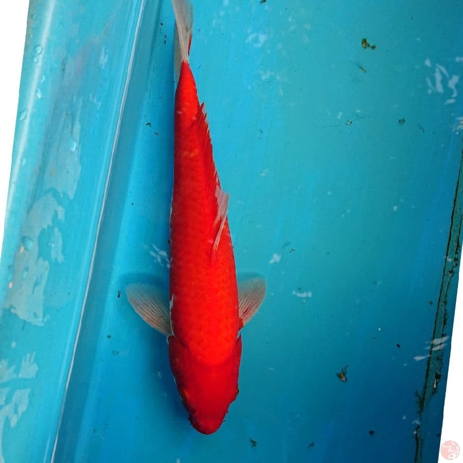 RED STRONG 29 CM