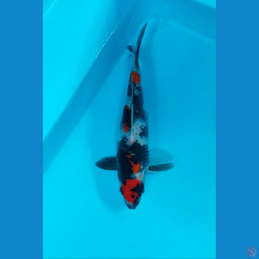 showa maruten 19cm