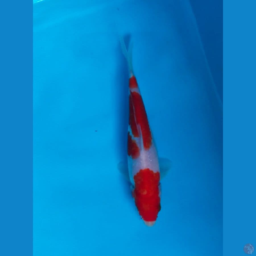 kohaku 16cm