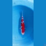 kohaku SQ 25 cm male ori