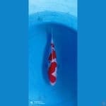 kohaku super 26 cm male ori