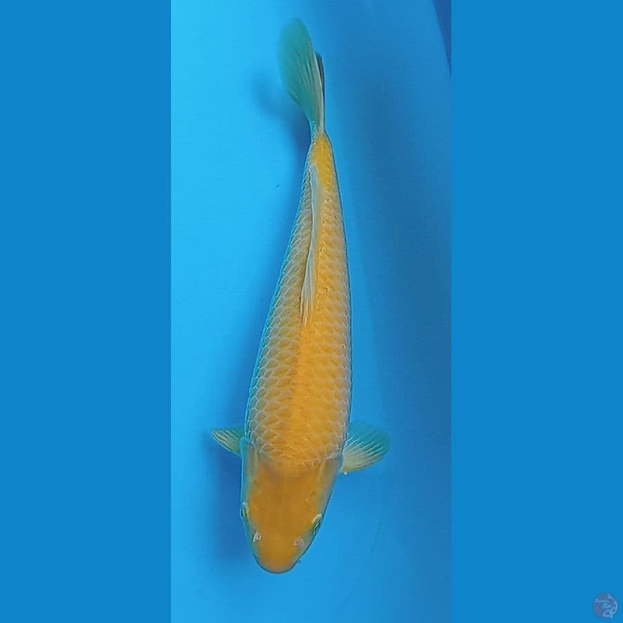 karasi jagung
