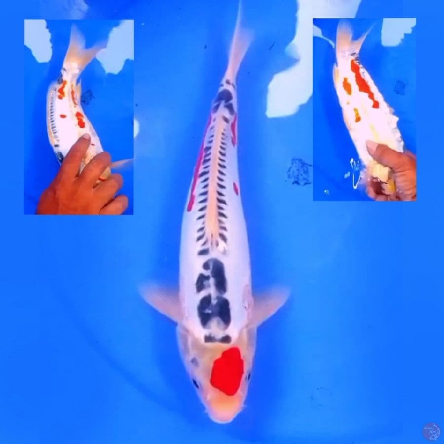 31cm TANCHO SHUSUI
