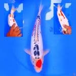 31cm TANCHO SHUSUI
