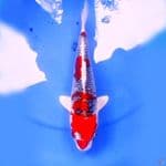 33cm RED KUJAKU RING RAPI