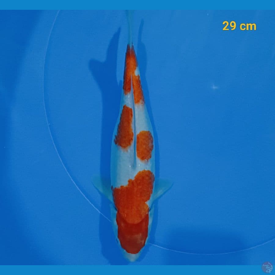 kohaku 29 cm