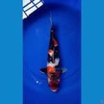 showa gindrin 45 cm