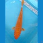 karasi mango 34cm 
