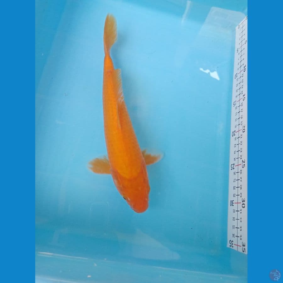 karasi mango 29cm