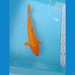 karasi mango 29cm