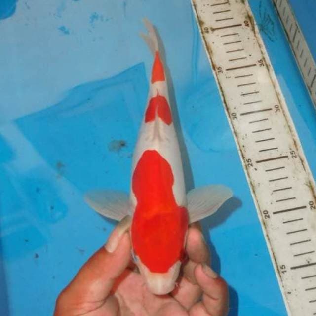 SANDAN KOHAKU