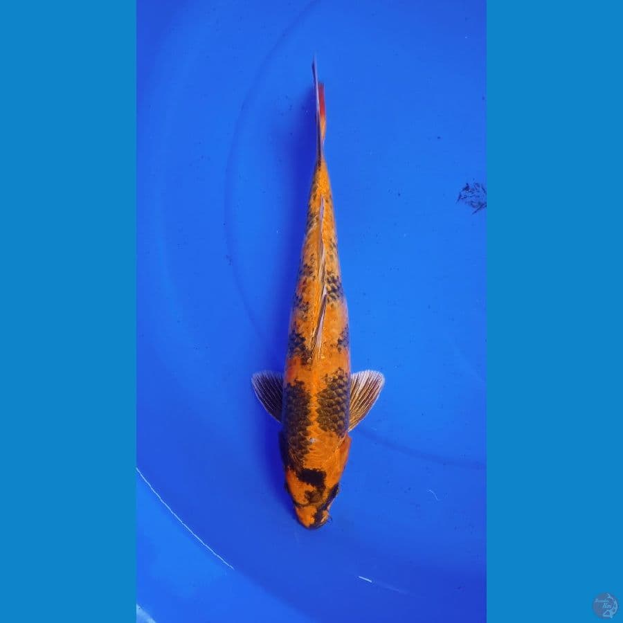 Kin utsuri || 34cm