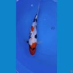 Showa halus || 34cm