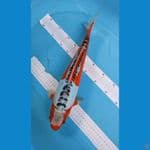 hanasusui 41cm jantan