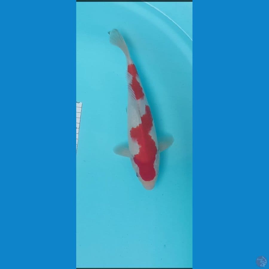 kohakhu malle 29 cm