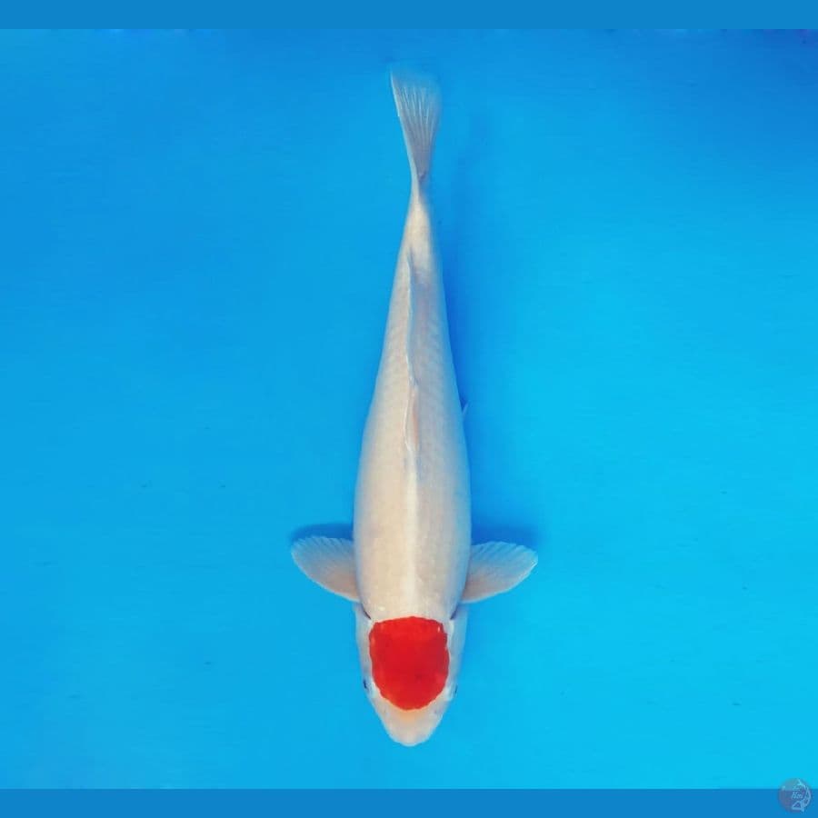 HIRO 2 (40 cm/male) - Tancho ®