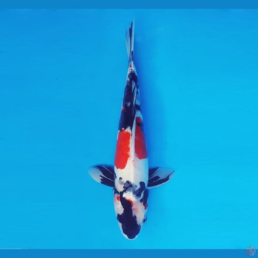 HIRO 8 (36 cm/male) - Showa Doitsu ®