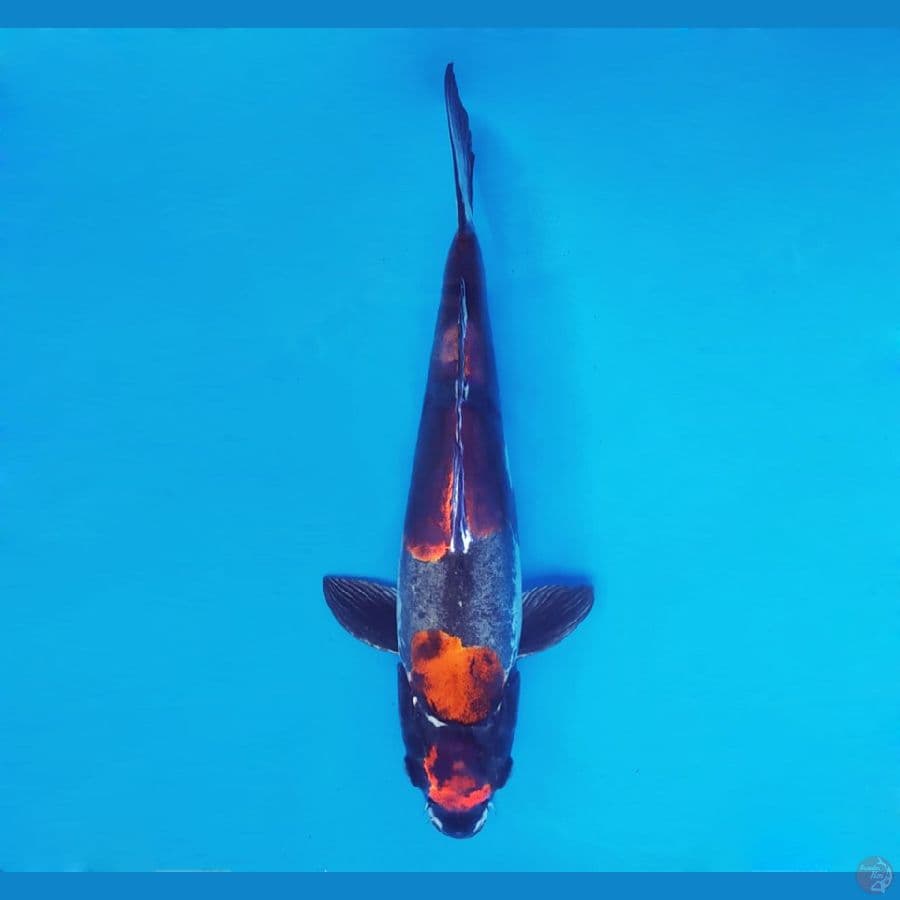 HIRO 9 (40 cm/fm) - Beni Kikokuryu ®