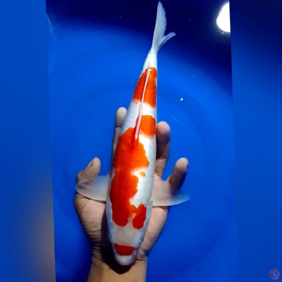 KOHAKU MALE 30