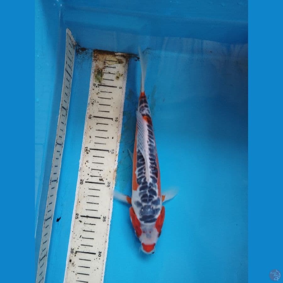 shusui red strong 28cm