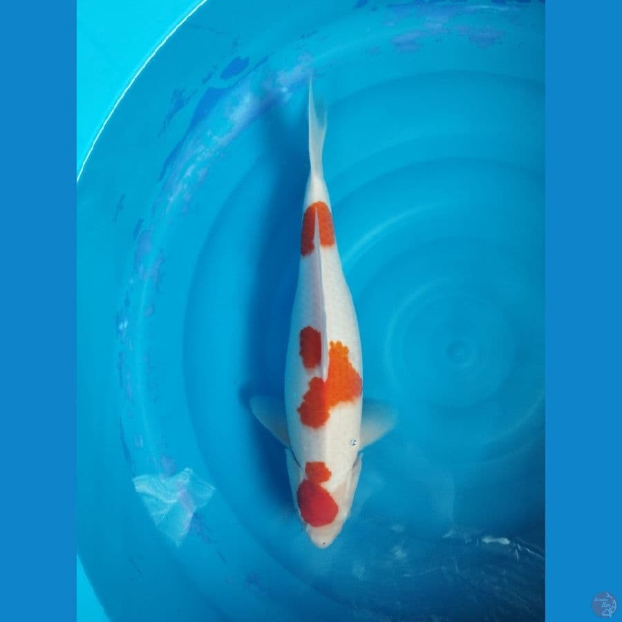 kohaku 40cm